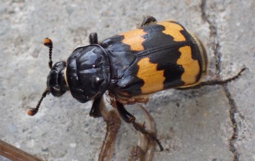 Nicrophorus interruptus